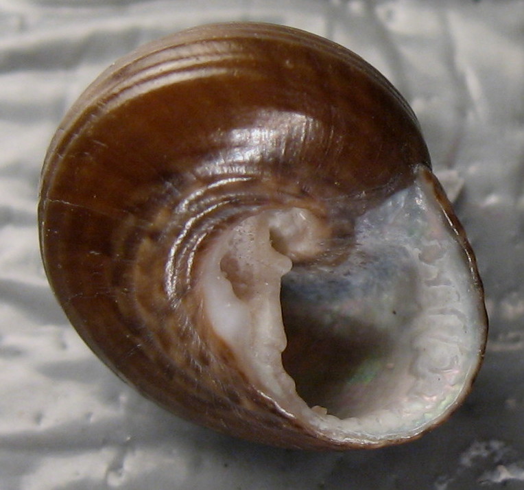 Trochoidea e affini nel Mediterraneo